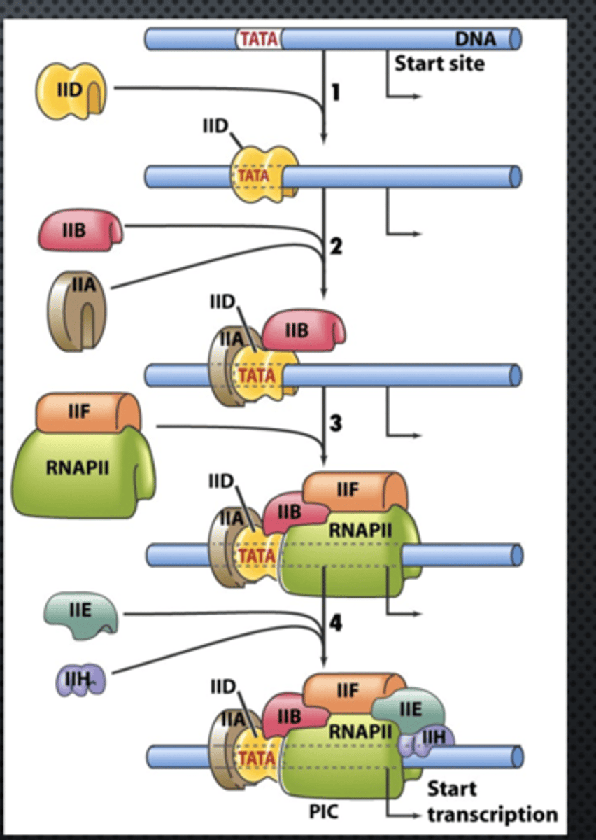 <p>sequential assembly of the GTFs and RNA Pol II (Basal TF machinery) to the core promoter of a eukaryotic gene to form the PIC</p>