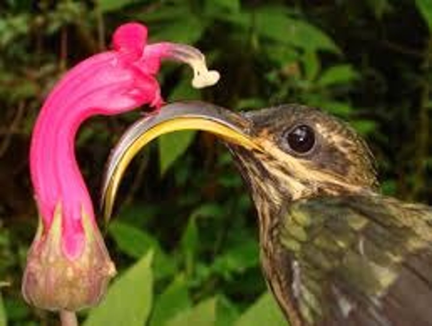 <p>Where two or more species affect each other's evolution by acting as selection pressures on each other. For example, tūī beak shape and harakeke flower shape.</p>