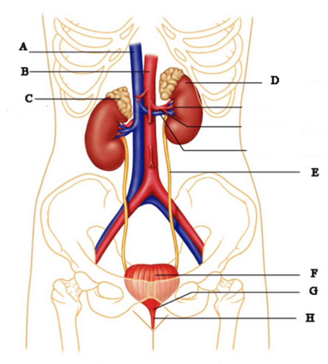 <p>the IVC drains the kidneys and the aorta feeds the kidneys</p>