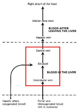 <p>Hepatic arterial and portal venous blood flows meet in the hepatic sinusoid (liver capillary)</p>