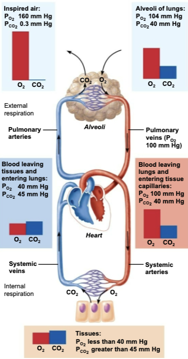 <p><code>O2</code></p><ol><li><p>Air enters through the <strong>nose or mouth</strong></p></li><li><p>Air travels down the <strong>trachea</strong> and then enters the <strong>bronchi</strong> </p></li><li><p>Air travels down smaller and <strong>smaller bronchioles</strong></p></li><li><p>Air reaches small sacs (<strong>alveoli</strong>) </p></li></ol><p><code>CO2</code></p><ol><li><p>CO₂ is released from the<strong> mitochondria </strong></p></li><li><p>CO₂ diffuses into a <strong>capillary</strong></p></li><li><p>CO₂ is carried to the<strong> lungs</strong></p></li><li><p>CO₂ diffuses into an <strong>alveolus</strong></p></li><li><p><strong>Air exits through nose or mouth</strong></p></li></ol><p></p>