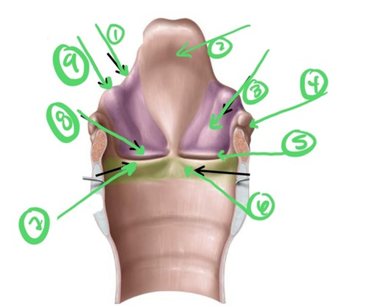 knowt flashcard image