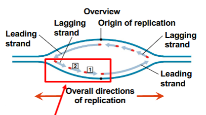 <p>Lagging strand</p>