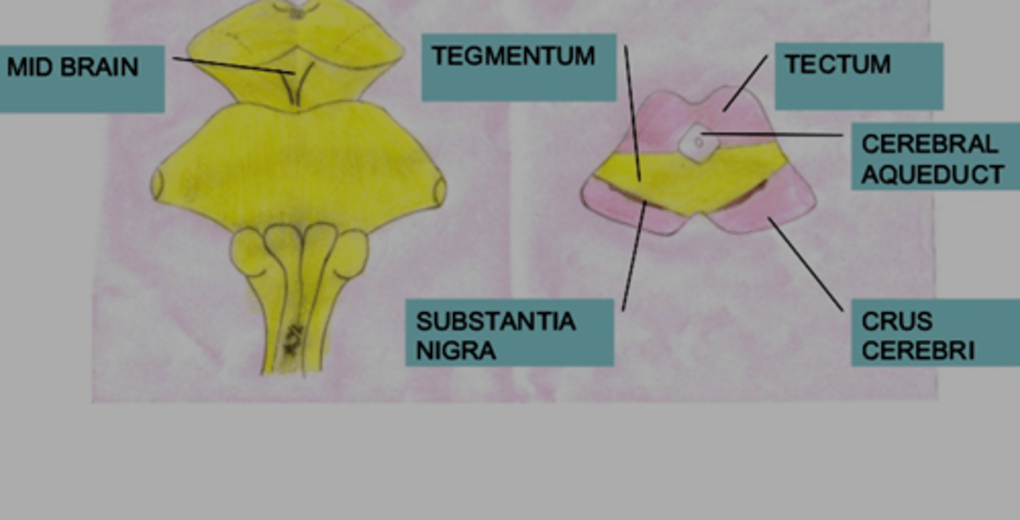 <p><strong>three parts on transverse section</strong></p><p></p><p><span class="bgB">substantia nigra:</span></p><p>- seperates <span class="bgY">crus cerebri</span> &lt;--&gt; <span class="bgY">tegmentum mesencephali</span></p><p></p><p><span style="text-decoration:underline">tectum mesencephali:</span></p><p>- lies posteriorly </p><p>= tectal plate</p><p></p><p><strong>substantia grisea </strong></p><p><strong>substantia alba</strong></p>