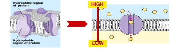 <p>What is facilitated diffusion?</p>