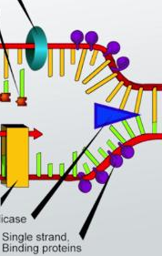<p>bonds to single strand DNA to prevent two strands from bonding back together</p>