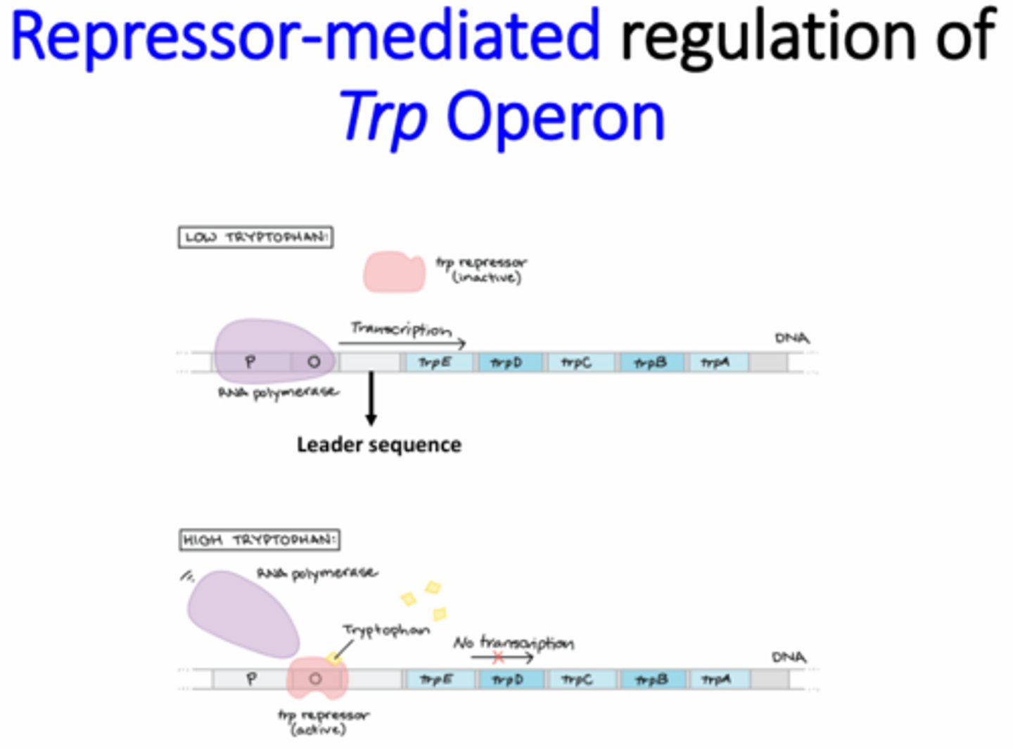 <p>Active - High intracellular tryptophan levels</p><p>Inactivated by lack of tryptophan binding</p>