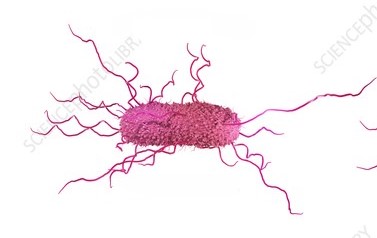 <p>having numerous flagella covering the entire surface of a bacterial cell</p>