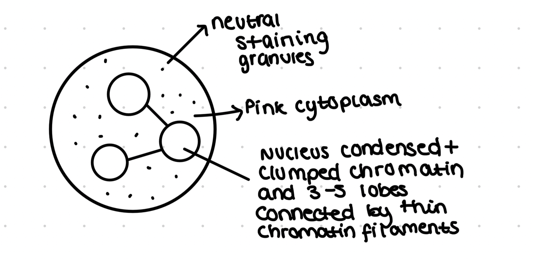 <ul><li><p>White blood cell with an essential role in the immune system</p></li><li><p>Multilobed nucelus to allow it to squeeze through small gaps to get to infection sites</p></li><li><p>Granular cytoplasm containers many lysosomes that contain enzymes</p></li></ul>