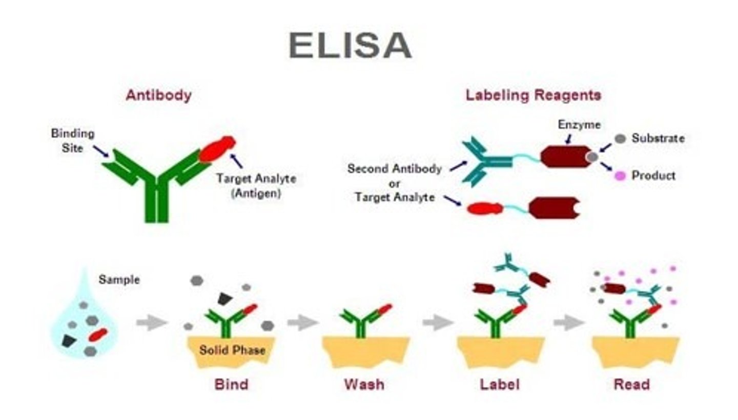 <p>A: Enzyme-Linked Immunosorbent Assay</p>