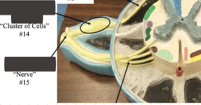 <p>Label cluster of cells</p>