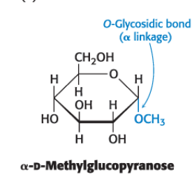 <p>Covalent linkage formed between the anomeric carbon atom of a carbohydrate and the oxygen atom of an alcohol</p>