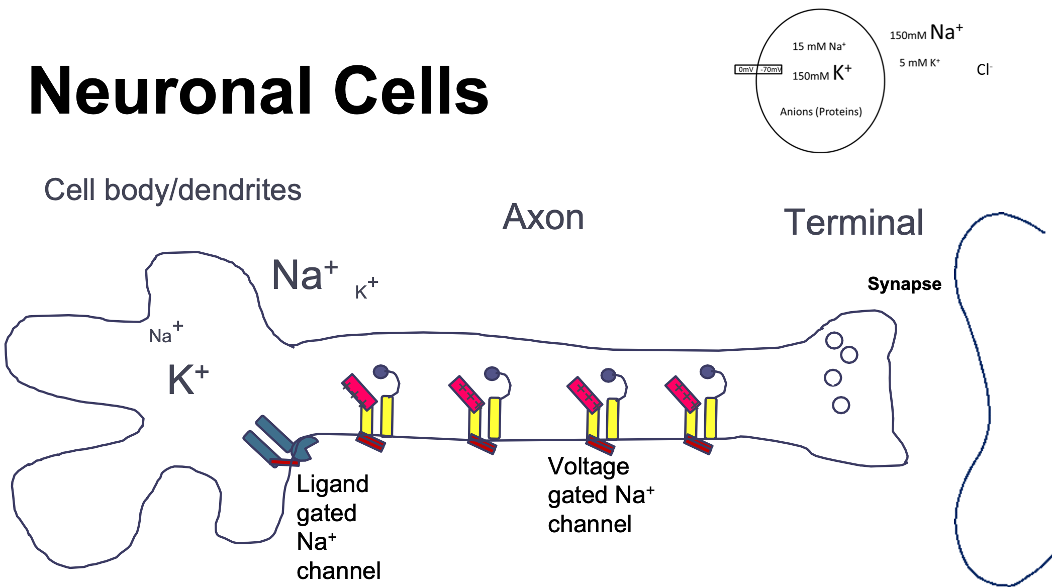 
1. Chemical from another cell 
2. Electrical within the same cell 
3. Chemical to another cell 