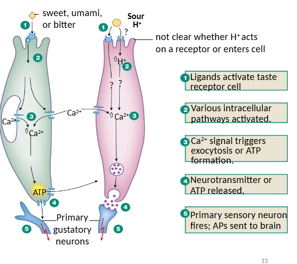 <p>sweet, umami, and bitter ligands bind to GPCRs and ultimately release ATP as the signalling molecule</p><ol><li><p>ligands activate taste receptor cell</p></li><li><p>various intracellular pathways activated</p></li><li><p>Ca2+ signal triggers exocytosis or ATP formation</p></li><li><p>neurotransmitter or ATP released</p></li><li><p>primary sensory neuron fires to send APs to brain</p></li></ol><p></p>
