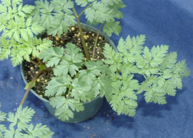 <p><span>Poison hemlock (Apiaceae)</span></p>