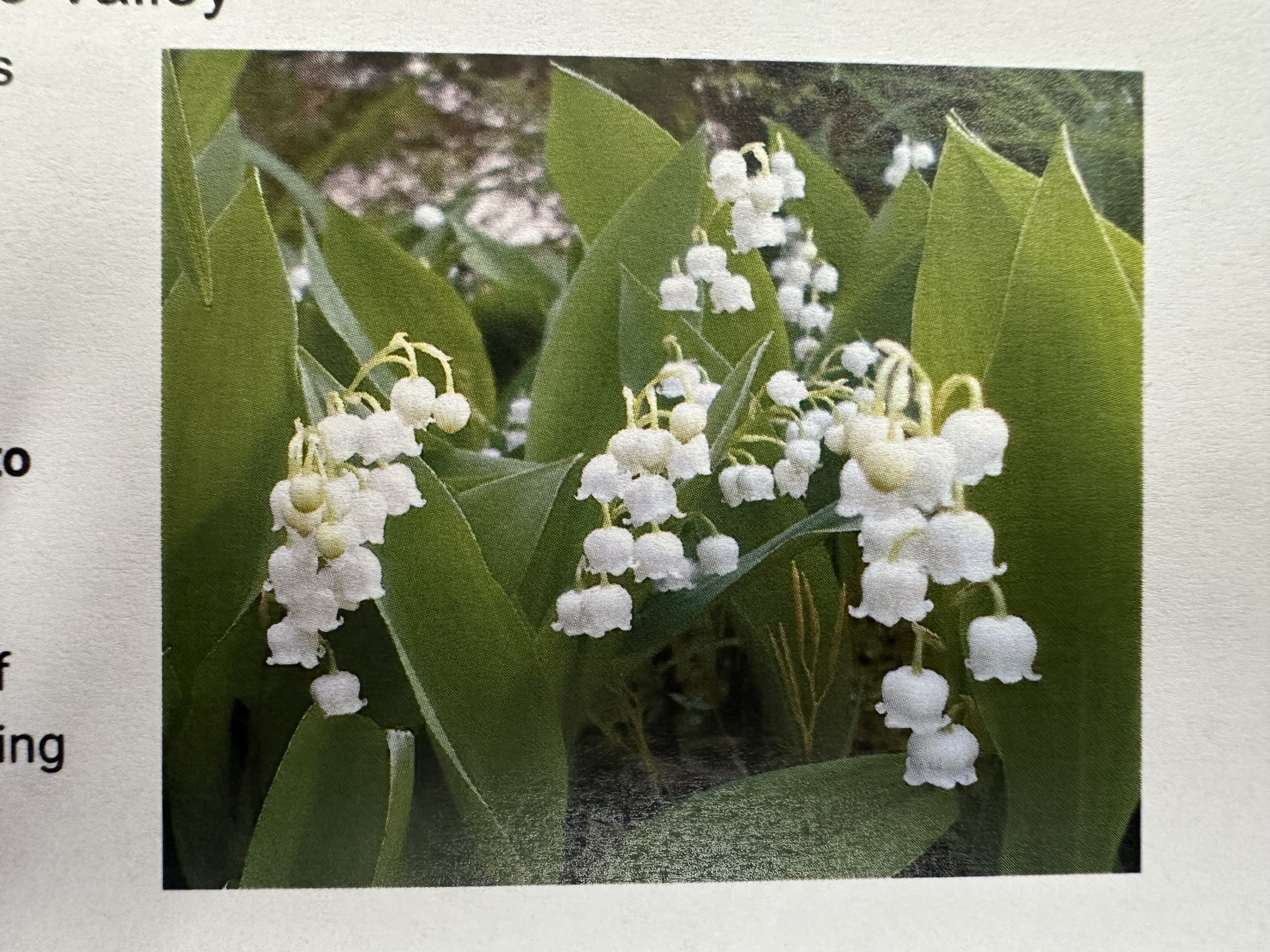 <p>Convallaria majalis</p>