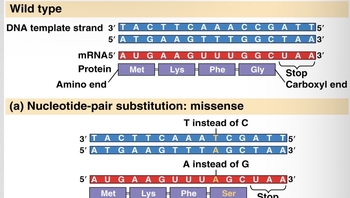 <p>Add or delete 3 letters, different protein</p>
