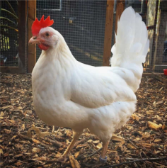 <ul><li><p>Leghorn Port, Italy</p></li><li><p>Small body size, single comb, and white plumage, earlobes, shanks, and beak. </p></li><li><p>Eggs produced per layer range from <strong>200 to 250</strong> in one year | 55 - 60 Kg 2.7 Kg Rooster | 2 Kg Hens</p></li></ul><p></p>