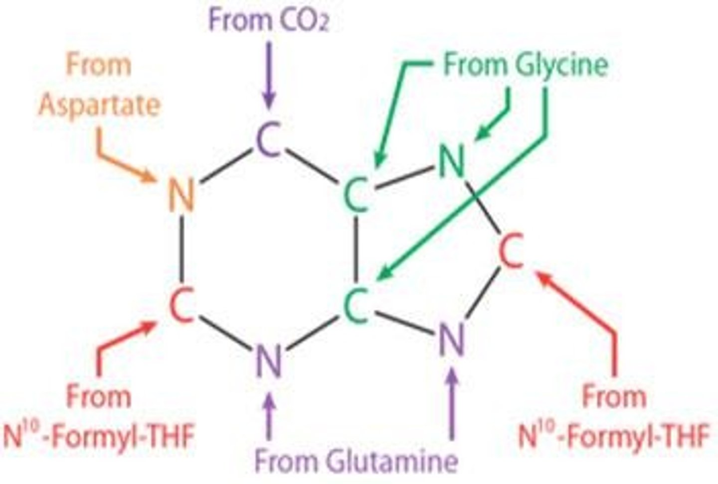 <p>The atom sources for purine ring formation include carbon from bicarbonate, aspartate, and formate, and nitrogen from glutamine and aspartate.</p>