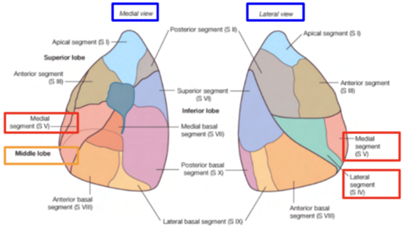 <p>. Medial</p><p>. Lateral</p>