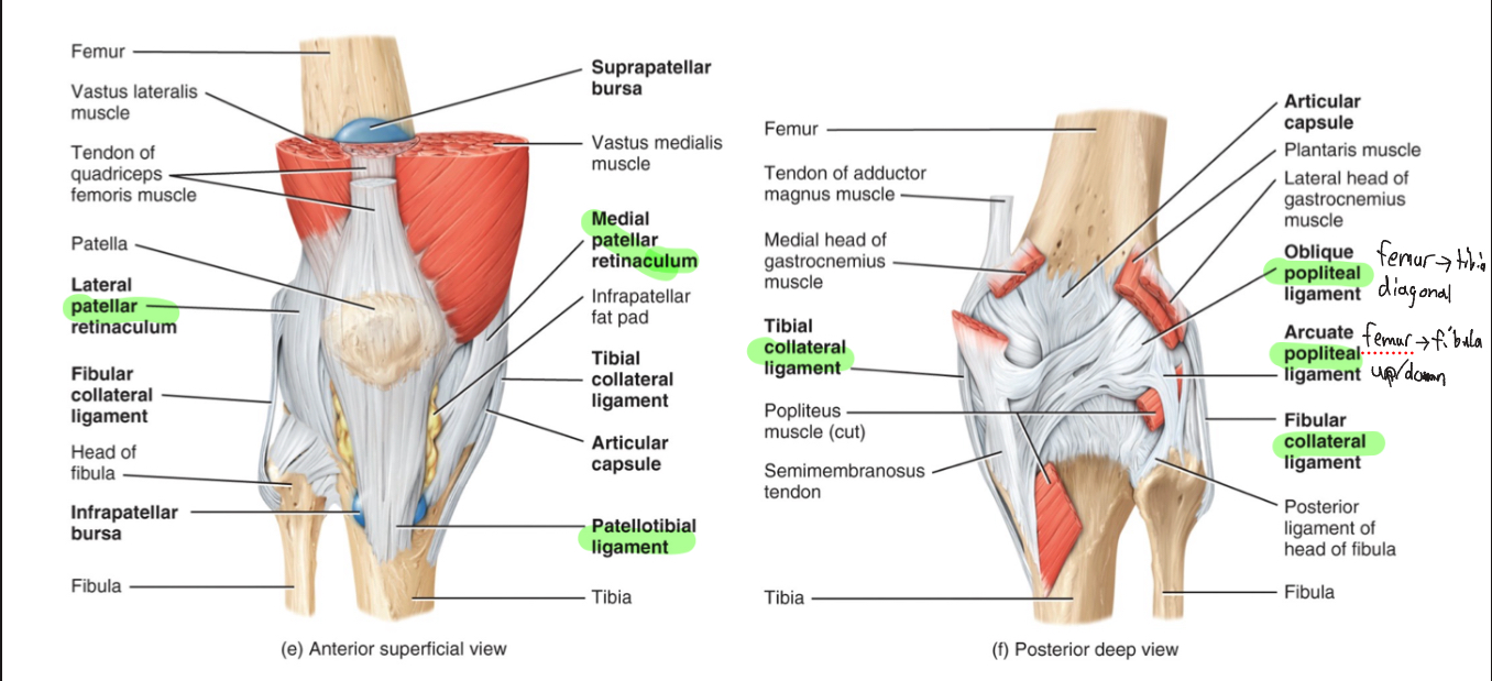 <p>-Medial and lateral patellar retinacula, patellotibial</p><p>ligament, oblique popliteal ligament, arcuate popliteal</p><p>ligament, tibial collateral ligament, fibular collateral</p><p>ligament, intracapsular ligaments (ACL and PCL), articular discs, bursae</p>