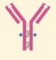 <p>What Ig is a monomer, has 2 antigen binding sites, with the function of long-term immunity; memory antibodies; neutralizes toxins, opsonizes, fixes complement</p>