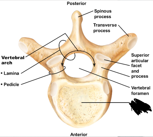 <p>bony marking?</p>