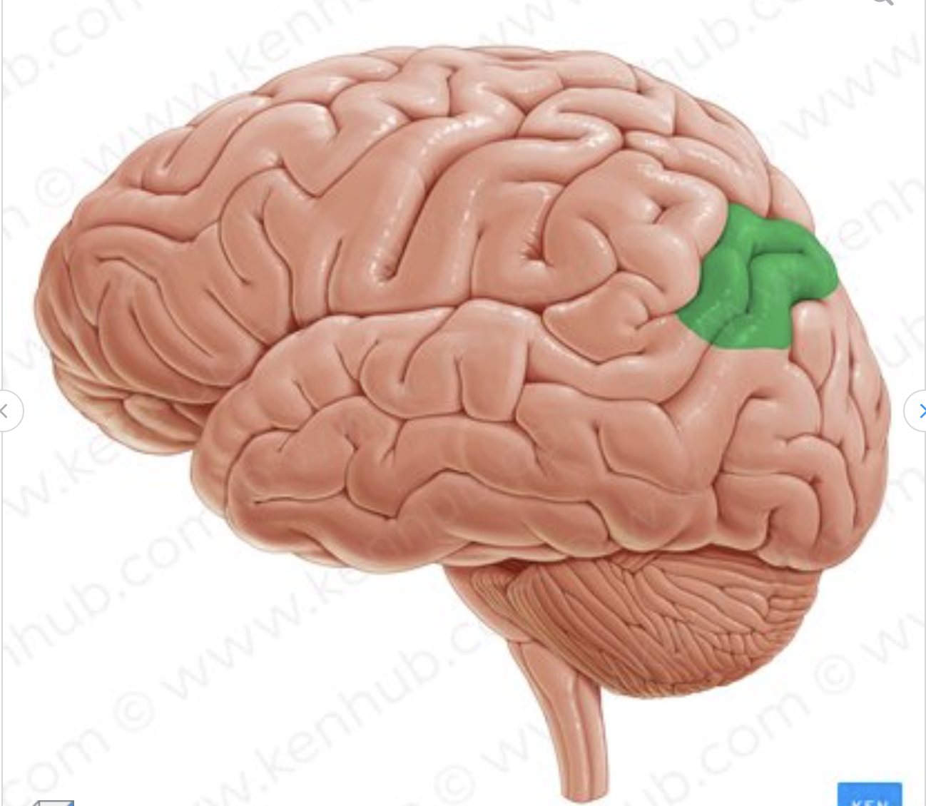 <p>which gyrus is in green?</p>