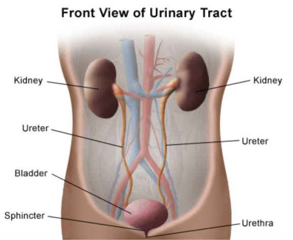 <p>Exit tube. Its main function is to discharge urine from the body. </p>