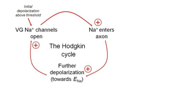 <p>Positive feedback process where the opening of `Na channels in a segment allows more `Na to move into the cell causing more depolarisation and hence more Na channels open.</p>