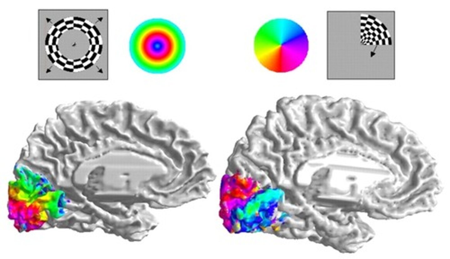 <p>It shows areas that respond best to specific stimuli, such as letters and words.</p>