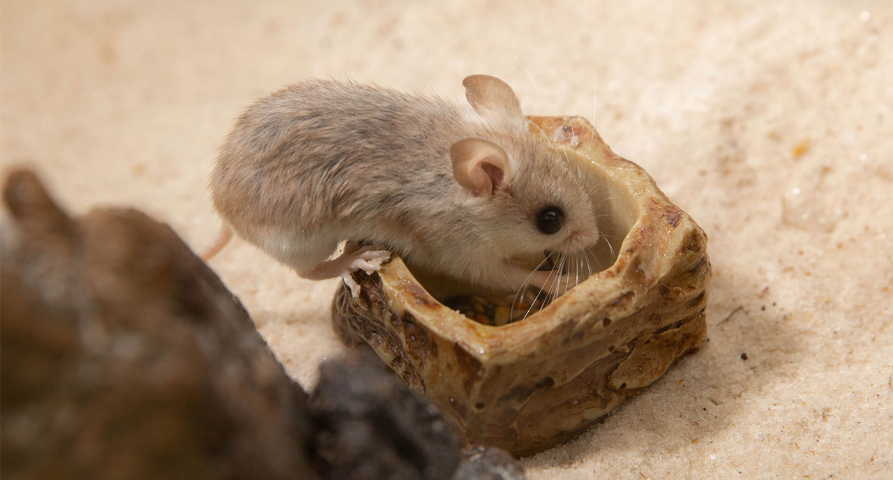 Perdido Key beach mouse