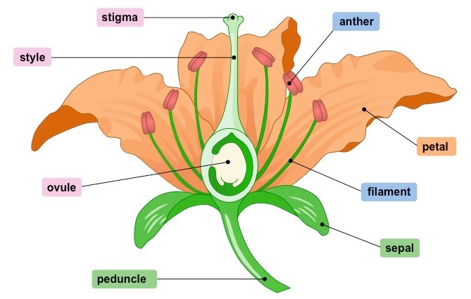 <p>Meiosis <strong><mark data-color="#a60ca1" style="background-color: #a60ca1; color: inherit">occurs in the reproductive organs</mark></strong>, because it’s trying to produce new sex cells;<br><br>In humans, Meiosis occurs in the:</p><ul><li><p><strong>Testes (males)</strong> → Produces <strong><mark data-color="#1c0bba" style="background-color: #1c0bba; color: inherit">sperm</mark></strong><mark data-color="#1c0bba" style="background-color: #1c0bba; color: inherit"> continuously.</mark></p></li><li><p><strong>Ovaries (females)</strong> → Releases <strong><mark data-color="#cc1380" style="background-color: #cc1380; color: inherit">one egg per menstrual cycle</mark></strong>.</p></li></ul><p><br><br>In plants, Meiosis occurs in the:</p><ul><li><p><strong>Anthers (male) → </strong><mark data-color="#191484" style="background-color: #191484; color: inherit">Produces </mark><strong><mark data-color="#191484" style="background-color: #191484; color: inherit">pollen</mark> </strong></p></li><li><p><strong>Ovaries (female)</strong> → <mark data-color="#b6129e" style="background-color: #b6129e; color: inherit">Produces </mark><strong><mark data-color="#b6129e" style="background-color: #b6129e; color: inherit">ovules</mark></strong></p></li></ul><p></p>