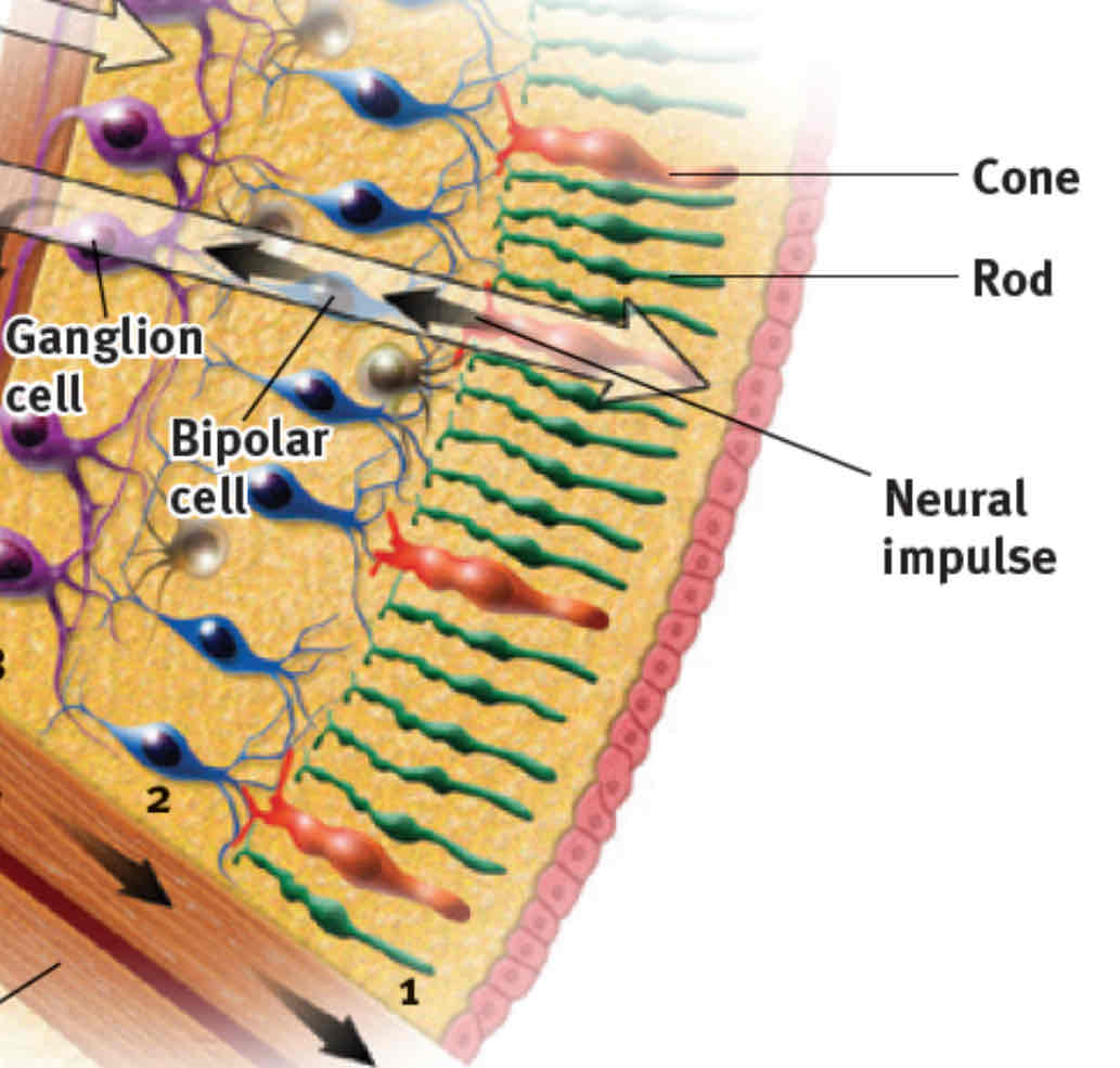<p>What are some characteristics of rods?</p>