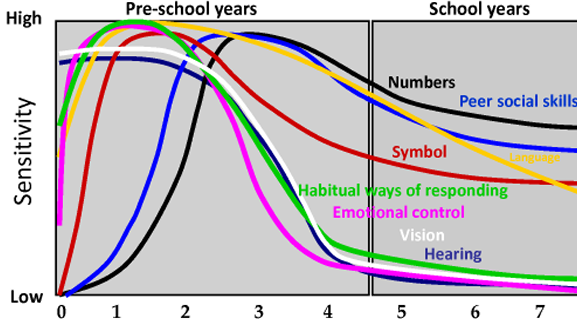 <p>Key developmental windows, especially in early brain development, that are crucial for health outcomes.</p>