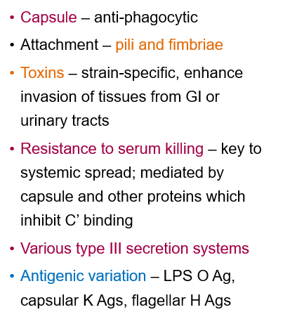 <ul><li><p><strong>Capsule</strong> prevents phagocytosis (immune evasion).</p></li><li><p><strong>Pili and fimbriae</strong> help attach to host cells.</p></li><li><p><strong>Strain-specific toxins </strong>that enhance tissue invasion, facilitating infection in the gastrointestinal and urinary tracts.</p></li></ul><p></p>