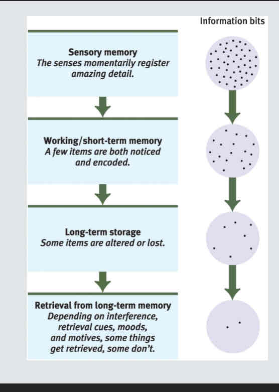 <p>Occur at any memory stage</p><p>Filter, alter, lose much info during these stages</p>