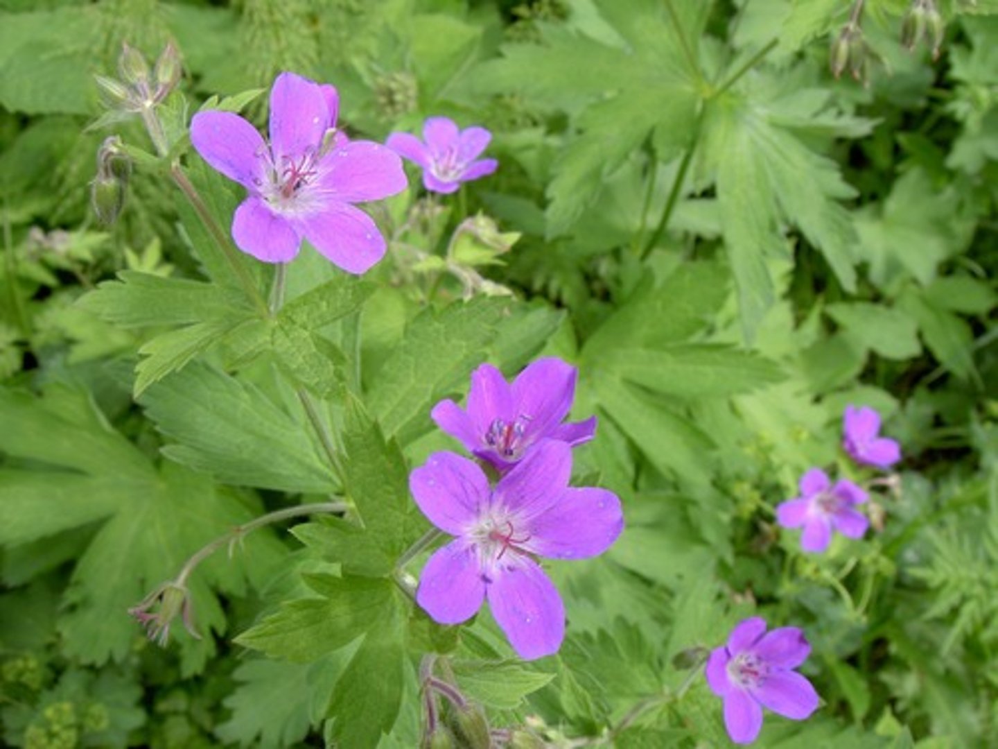 <p>Geranium maculatum</p>