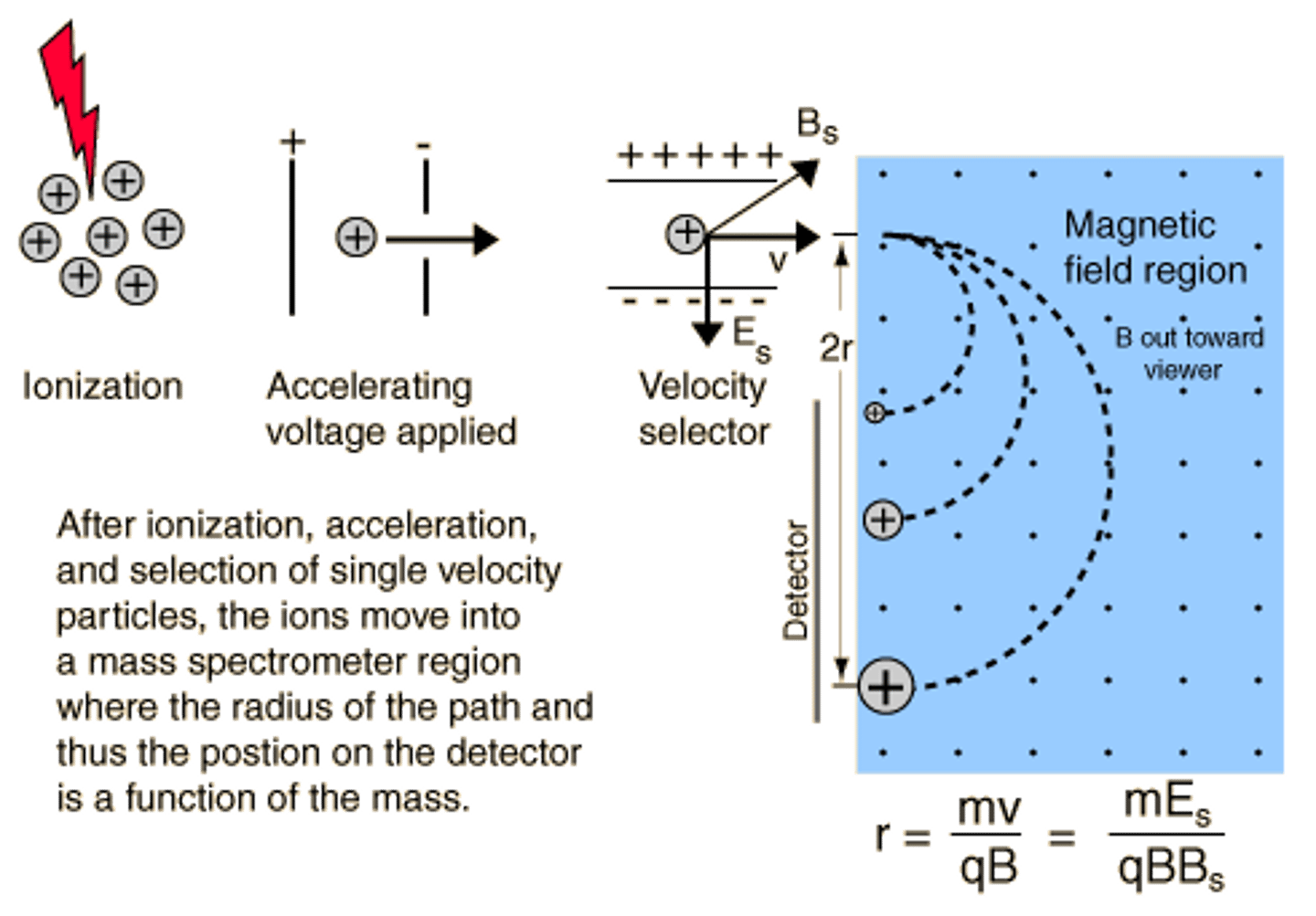 <p>The ion moves in a circle because the magnetic force is perpendicular to the velocity of the ion, pointing toward the center of the circle. The magnetic force essentially acts as a centripetal force.</p>