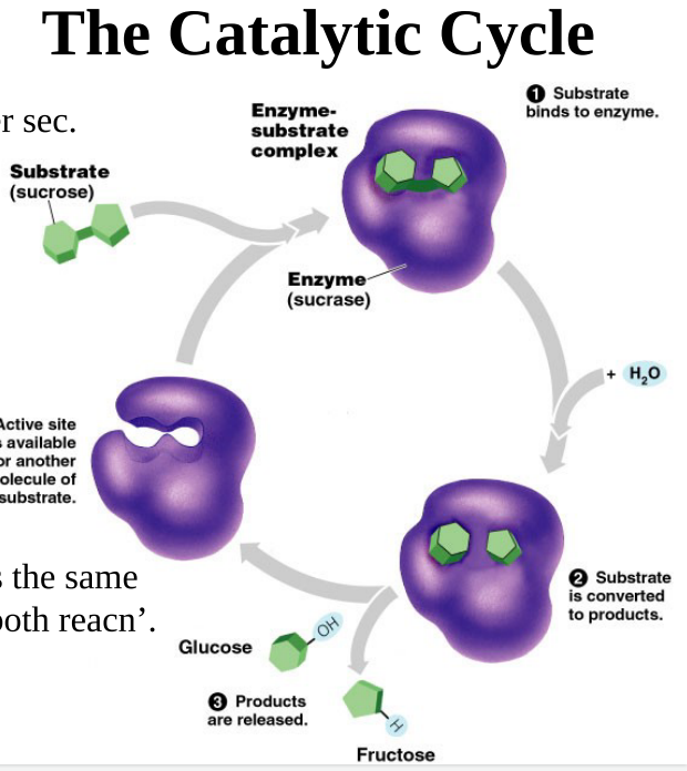 <p>-EXPLAIN the enzymes active site and the substrate are similar in shape and charge -the active site is the most important region -substrate has to be complementary in shape and charge of the R-groups of amino acids in enzyme -Enzymes are proteins, have levels of structure -primary structure: dictates R-groups which determines charge, imwhat substrates its gonna react -tertiary structure; determines shape of active site -conformational change in shape -EXPLAIN catalytic cycle: substrate binds to active site of enzyme; enzyme catalyzed reaction; does so by decreasing the activation energy needed to get to transition phase; products are released from the enzyme enzyme active sites open for more substrates</p>