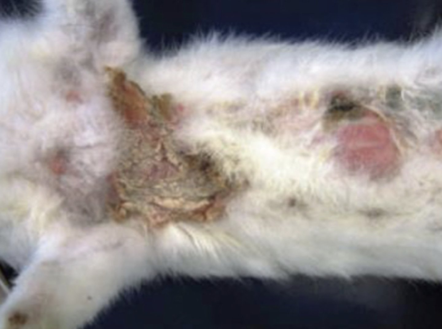 <p>this dermatitis was caused by the species ______. what specimens would we take?</p>