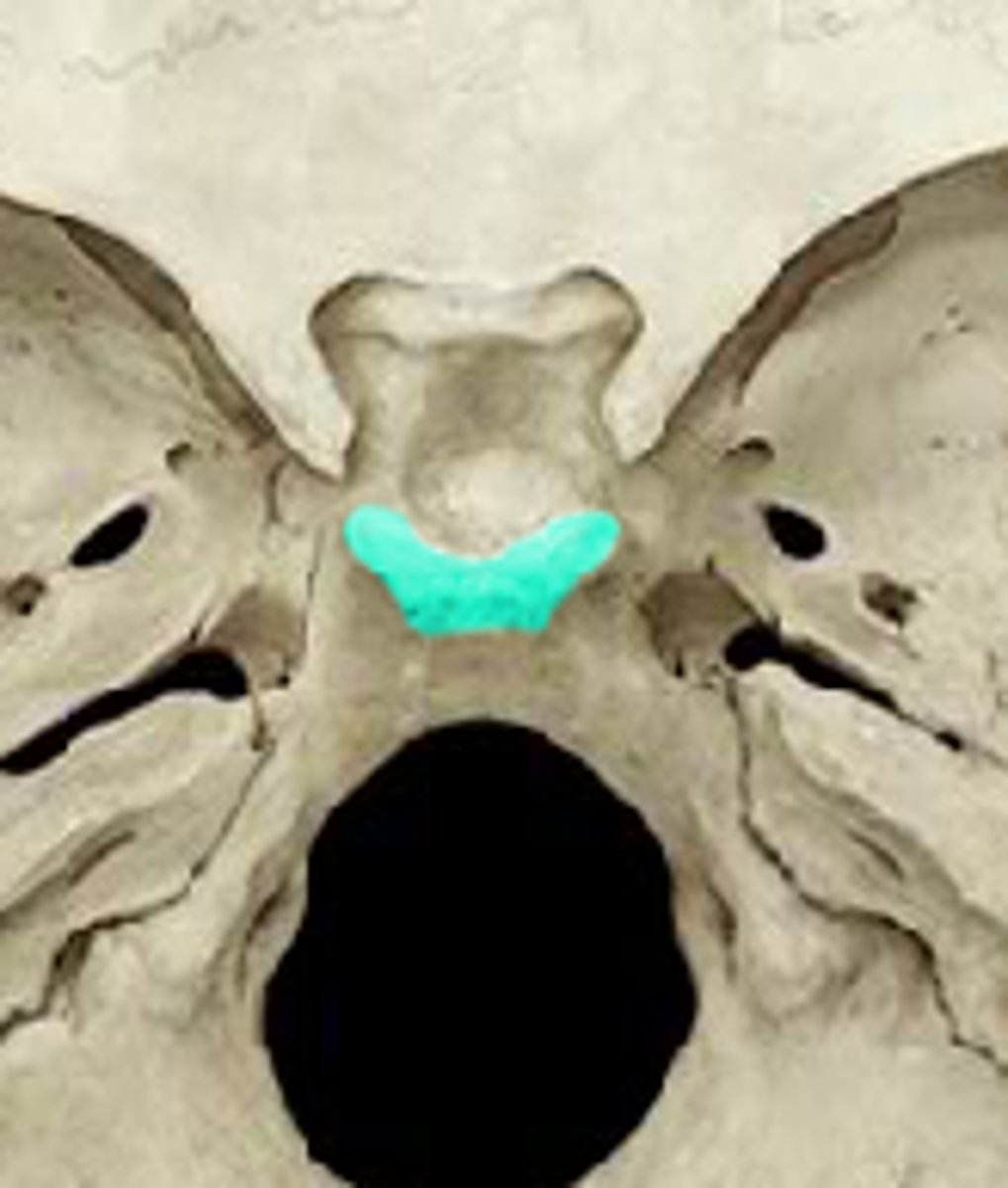 <p>Posterior part of the sella turcica.</p>