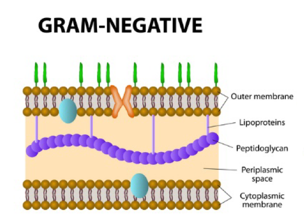 <p>has an outer membrane and a thin pepdidoglycan layer in the periplasmic space </p><ul><li><p>Ex: E. coli</p></li></ul><p></p>
