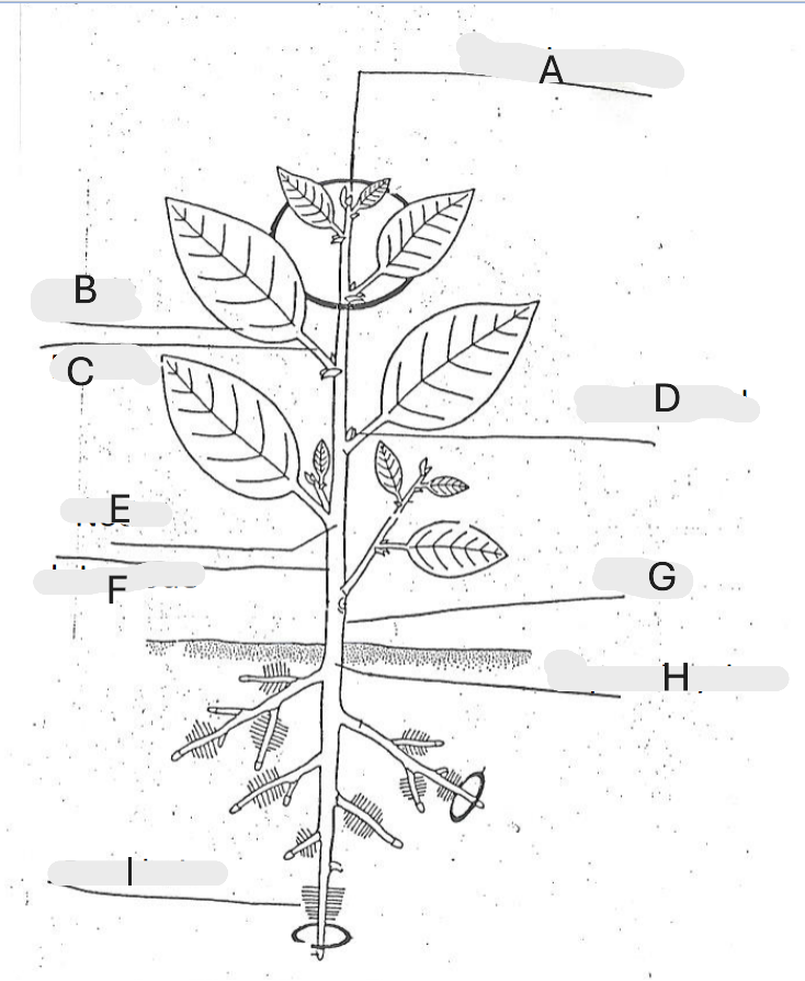 <p>A, B, C, D, E, F, G, H, I</p>