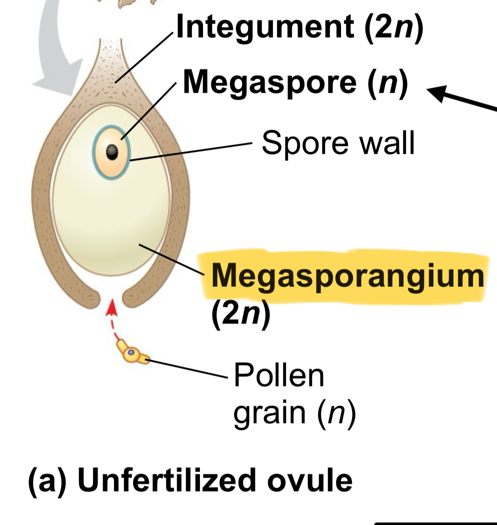 <p>Megasporangium surrounded by the seed coat</p>