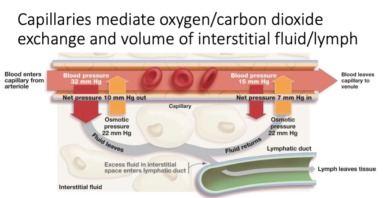 - Artery; down
- At the arterial end of a capillary, blood pressure is greater than osmotic pressure, and fluid flows out of the capillary into the interstitial fluid 
--> As the fluid flows out and the large molecules remain, the osmotic pressure in capillary increases as it progresses toward the venule 

- At the venule end of a capillary, blood pressure is less than osmotic pressure, and fluid flows from the interstitial fluid into the capillary 