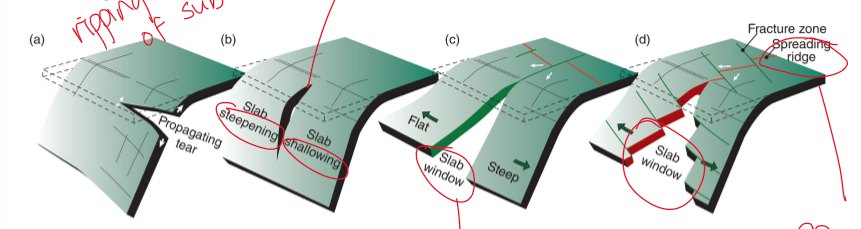 <ol><li><p>propagating tear - just a simple tear</p></li><li><p>fracture in between a steep slab and a shallow slab</p></li><li><p>slab window in between a steep slab and a shallow slab</p></li><li><p>slab window creating a spreading ridge in between a steep slab and a shallow slab</p></li></ol><p></p>