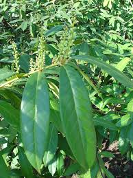 <p><span>Evergreen shrub with glossy green leaves and small white flowers followed by black berries. Used for hedges and ornamental purposes.</span></p>