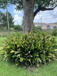 <p>Aspidistra elatior<br>(Asparagus)</p>