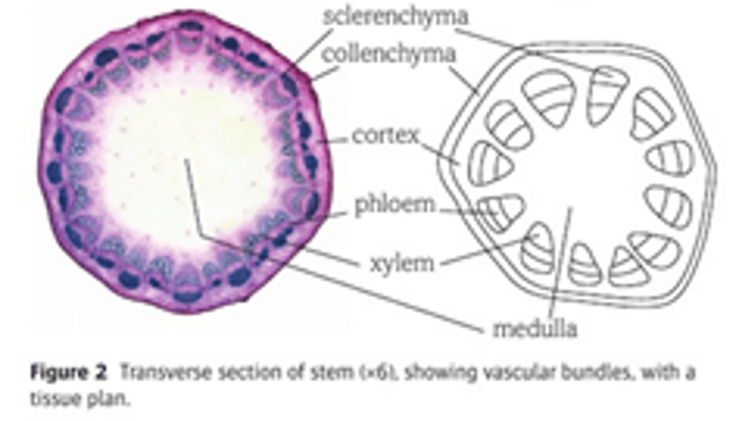<p>Vascular bundles located near outer edge of stem. Xylem found towards inside of each vascular bundle &amp; phloem towards outside. Arrangement provides strength and flexibility to withstand bending forces that stems &amp; branches are exposed. Layer of cambium in between xylem and phloem which is a layer of meristem cells that divide to produce new xylem &amp; phloem tissue.</p>